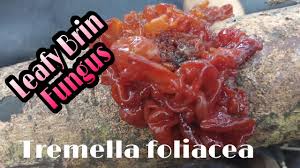 Attēlu rezultāti vaicājumam “Tremella foliacea”
