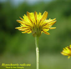 Attēlu rezultāti vaicājumam “Hypochaeris radicata”