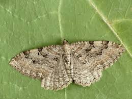 Attēlu rezultāti vaicājumam “Hydria cervinalis”