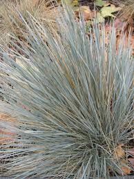 Attēlu rezultāti vaicājumam “Helictotrichon pratense”