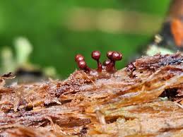 Attēlu rezultāti vaicājumam “Stemonitopsis typhina spores”