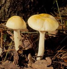 Attēlu rezultāti vaicājumam “Amanita phalloides”