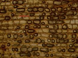 Attēlu rezultāti vaicājumam “Hypnum cupressiforme var. subjulacum”