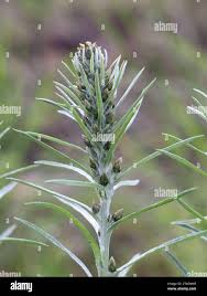 Attēlu rezultāti vaicājumam “Gnaphalium sylvaticum bud”