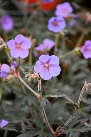 Image result for Geranium pratense