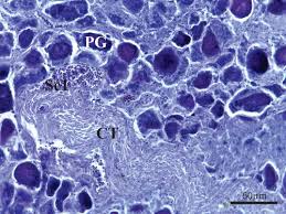 Image result for Centropomus parallelus