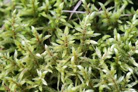 Attēlu rezultāti vaicājumam “Pleurozium schreberi sporophyte”