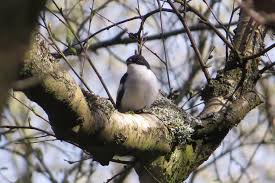 Attēlu rezultāti vaicājumam “Ficedula hypoleuca male”