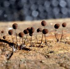 Attēlu rezultāti vaicājumam “Comatricha nigra”