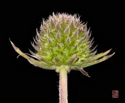 Attēlu rezultāti vaicājumam “Succisa pratensis bud”