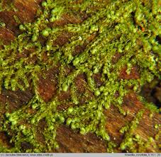 Attēlu rezultāti vaicājumam “Nowellia curvifolia sporophyte”