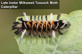 Image result for monarch caterpillar