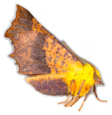 Attēlu rezultāti vaicājumam “Ennomos alniaria”