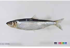 Image result for Clupea pallasii