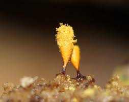 Attēlu rezultāti vaicājumam “Hemitrichia clavata spores”