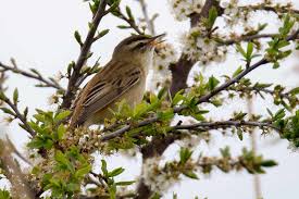 Attēlu rezultāti vaicājumam “Acrocephalus schoenobaenus adult”