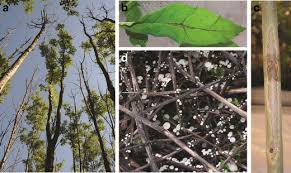 Attēlu rezultāti vaicājumam “Hymenoscyphus fraxineus”