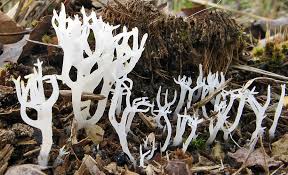 Attēlu rezultāti vaicājumam “Lentaria epichnoa”