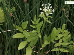 Attēlu rezultāti vaicājumam “Sium latifolium flower”