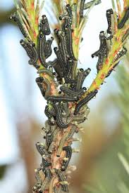 Attēlu rezultāti vaicājumam “Neodiprion sertifer larva”