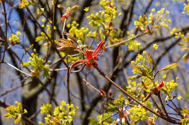 Attēlu rezultāti vaicājumam “Acer platanoides flower”