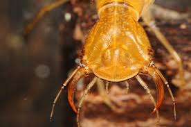 Attēlu rezultāti vaicājumam “Dytiscus sp.”