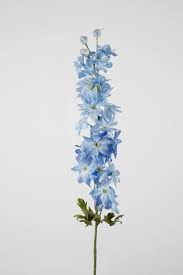 Image result for Rittersporn