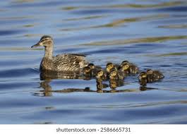 Attēlu rezultāti vaicājumam “Anas platyrhynchos juvenile”