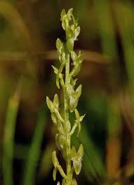 Attēlu rezultāti vaicājumam “Hammarbya paludosa leaf”