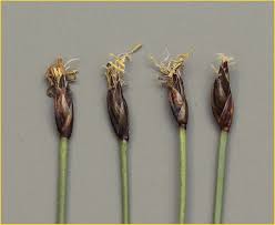 Attēlu rezultāti vaicājumam “Eleocharis uniglumis fruit”