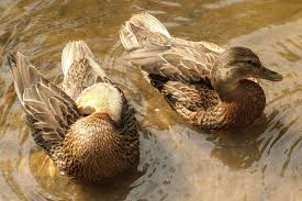 Attēlu rezultāti vaicājumam “Anas platyrhynchos juvenile”