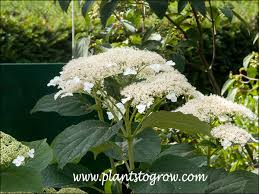 Attēlu rezultāti vaicājumam “Hydrangea arborescens subsp. discolor”