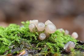 Attēlu rezultāti vaicājumam “Neobulgaria pura”