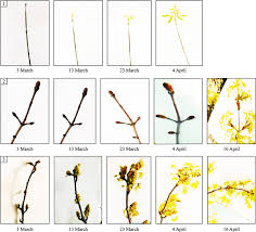 Attēlu rezultāti vaicājumam “Acer platanoides bud”