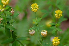 Attēlu rezultāti vaicājumam “Trifolium aureum fruit”