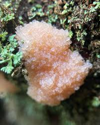 Attēlu rezultāti vaicājumam “Tubifera montana spores”