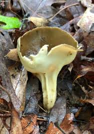 Attēlu rezultāti vaicājumam “Helvella”