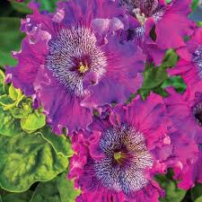 Image result for Petunia