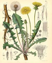Attēlu rezultāti vaicājumam “Taraxacum officinale aggr. leaf”