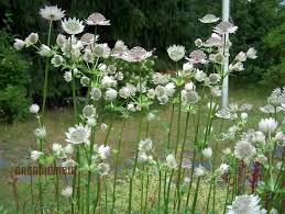 Attēlu rezultāti vaicājumam “Astrantia major fruit”