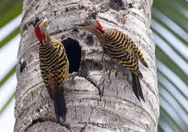 Attēlu rezultāti vaicājumam “Scapania apiculata”