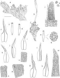 Attēlu rezultāti vaicājumam “Ulota crispa sporophyte”