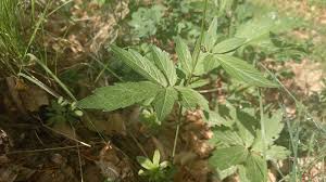 Attēlu rezultāti vaicājumam “Cardamine bulbifera leaf”