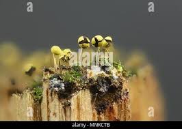 Attēlu rezultāti vaicājumam “Physarum viride var. aurantium spores”