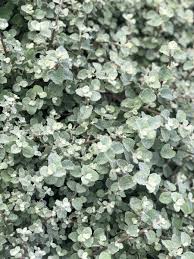 Image result for Helichrysum lindleyii