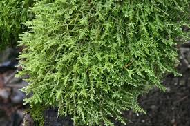 Attēlu rezultāti vaicājumam “Neckera complanata sporophyte”