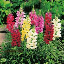 Image result for Antirrhinum majus