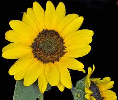 Image result for Helianthus annuus
