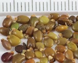 Attēlu rezultāti vaicājumam “Cytisus scoparius fruit”