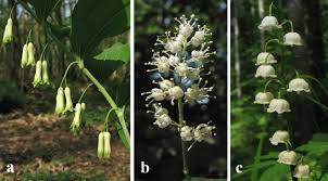 Attēlu rezultāti vaicājumam “Maianthemum bifolium fruit”